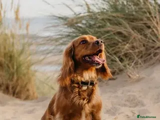 Cocker Spaniel dogs Red Working Cocker Spaniels - Advert 3