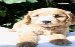 Cockapoo dogs for sale: Cockapoo puppies F1B - Image 27