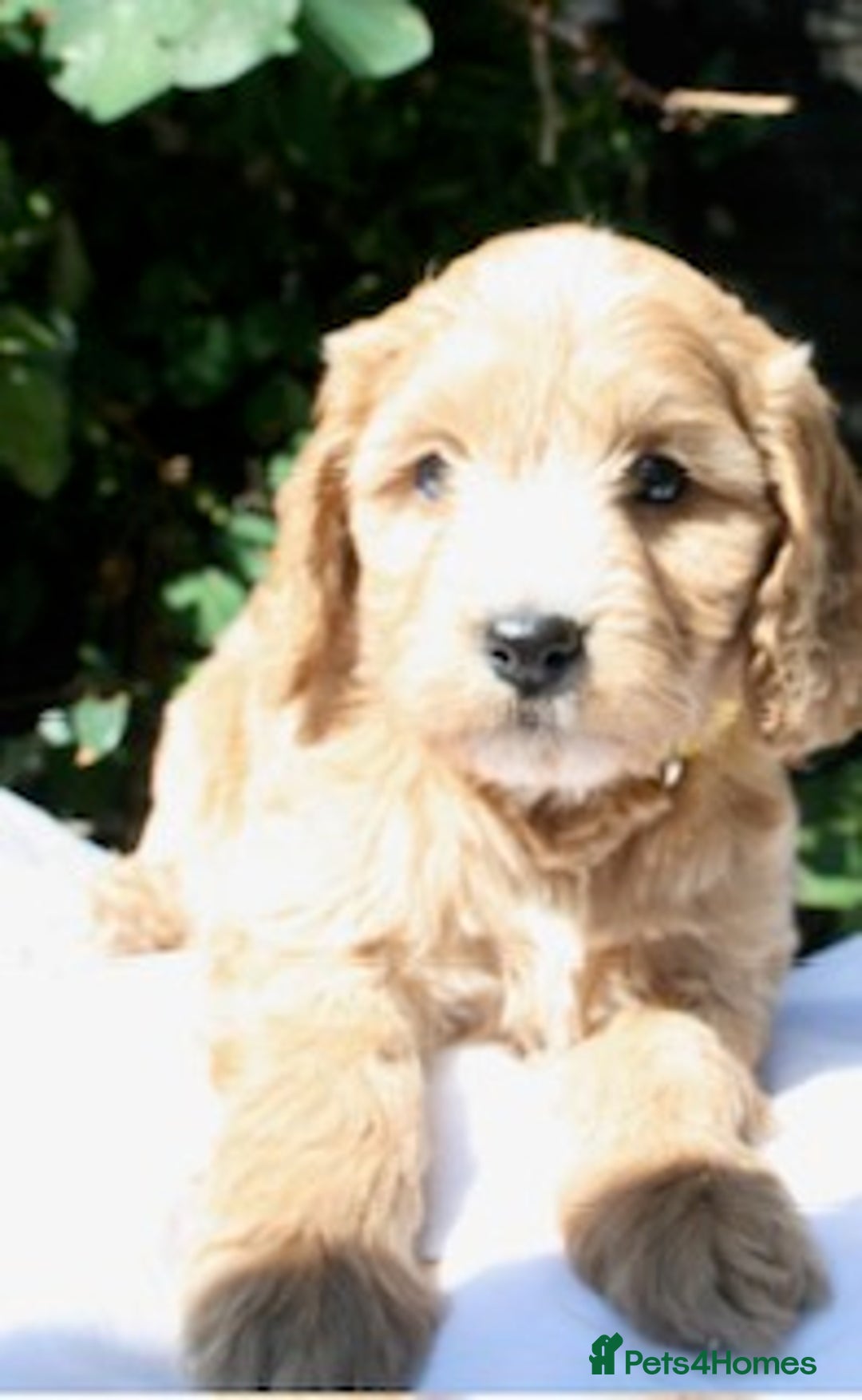 Cockapoo dogs for sale: Cockapoo puppies F1B - Image 27
