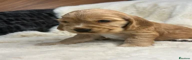 Cocker Spaniel 2