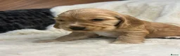 Cocker Spaniel dogs for sale: Beautiful show cocker spaniel pups  - Advert 14