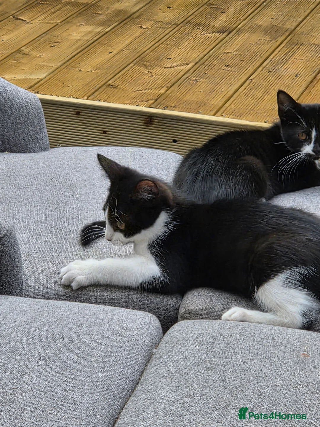 Mixed Breed cats for sale: One boy and one girl left - Advert 2