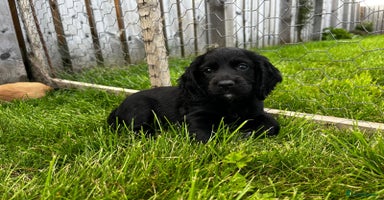 Cocker Spaniel dogs - Advert 12
