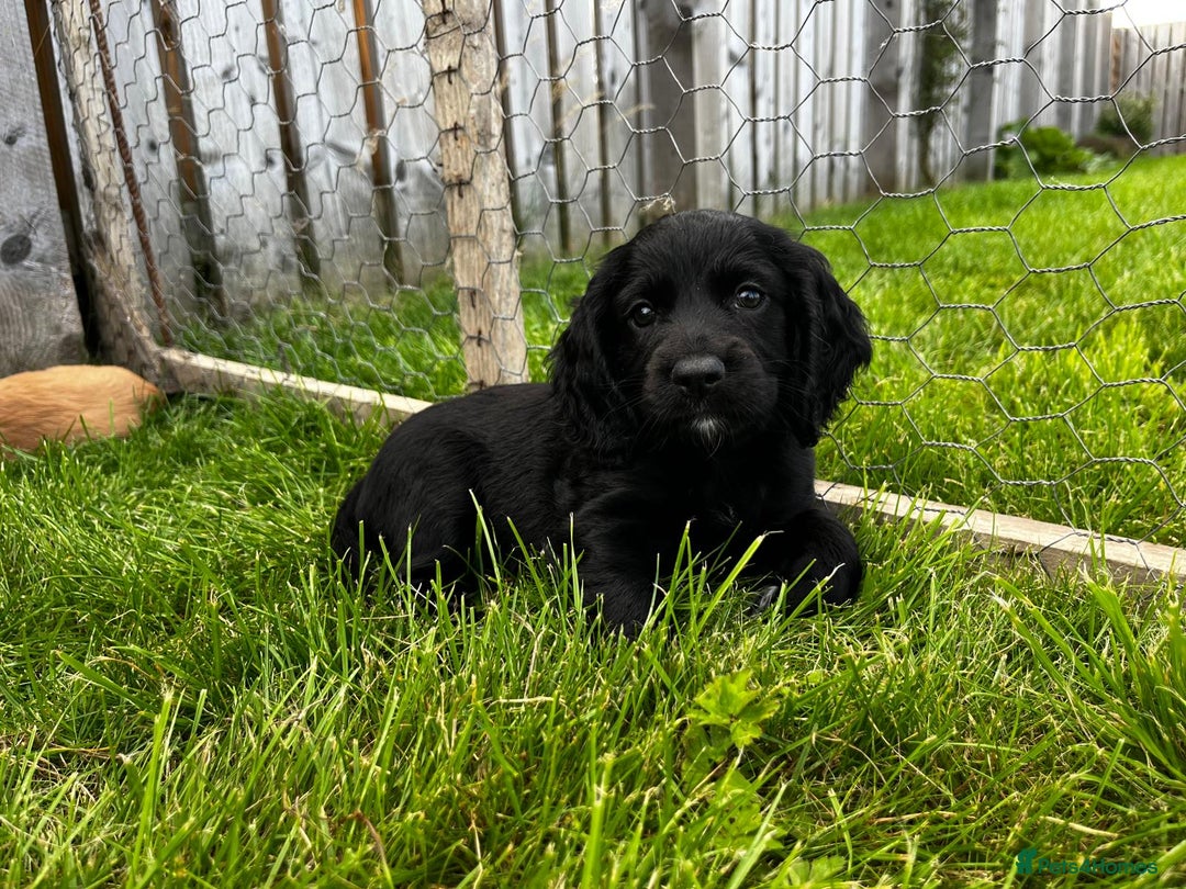 Cocker Spaniel dogs for sale: Gorgeous KC Working Cocker Spaniel Puppy Available - Image 7