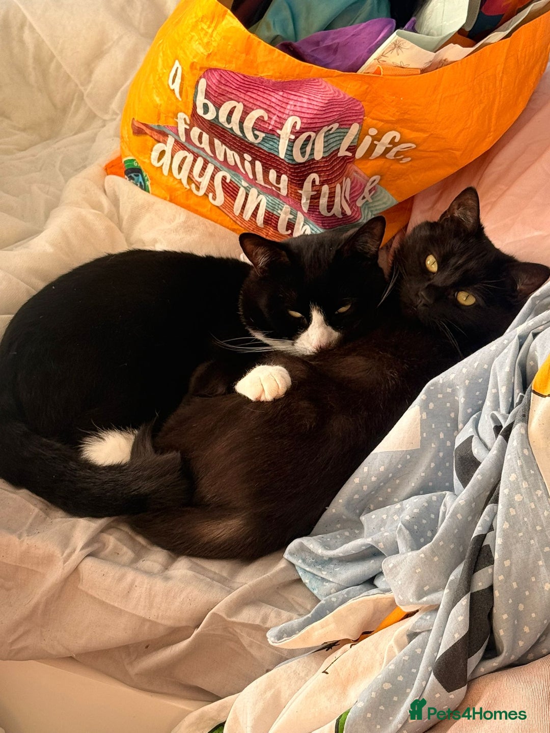 Mixed Breed cats for sale: 2 beautiful cats  - Advert 1