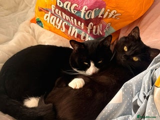 Mixed Breed cats 2 beautiful cats - Advert 1