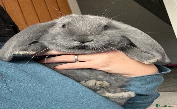 French Lop rabbits - Advert 5