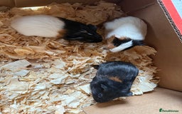 Guinea Pig rodents for sale: Baby male guinea pigs  - Image 2