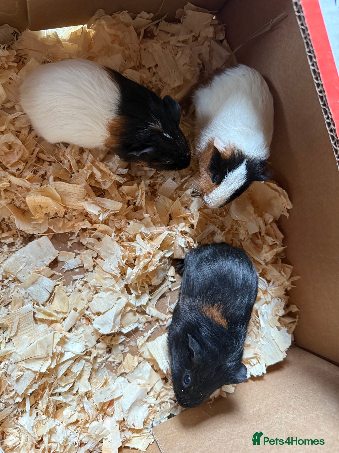 Guinea Pig rodents for sale: Baby male guinea pigs  - Image 2