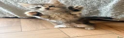 Maine Coon cats for sale: READY NOW. Tica registered mainecoon kittens - Advert 22