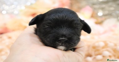 Cavapoo dogs - Advert 2