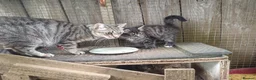 Domestic Shorthair cats for sale: 5 beautiful kittens  - Advert 5