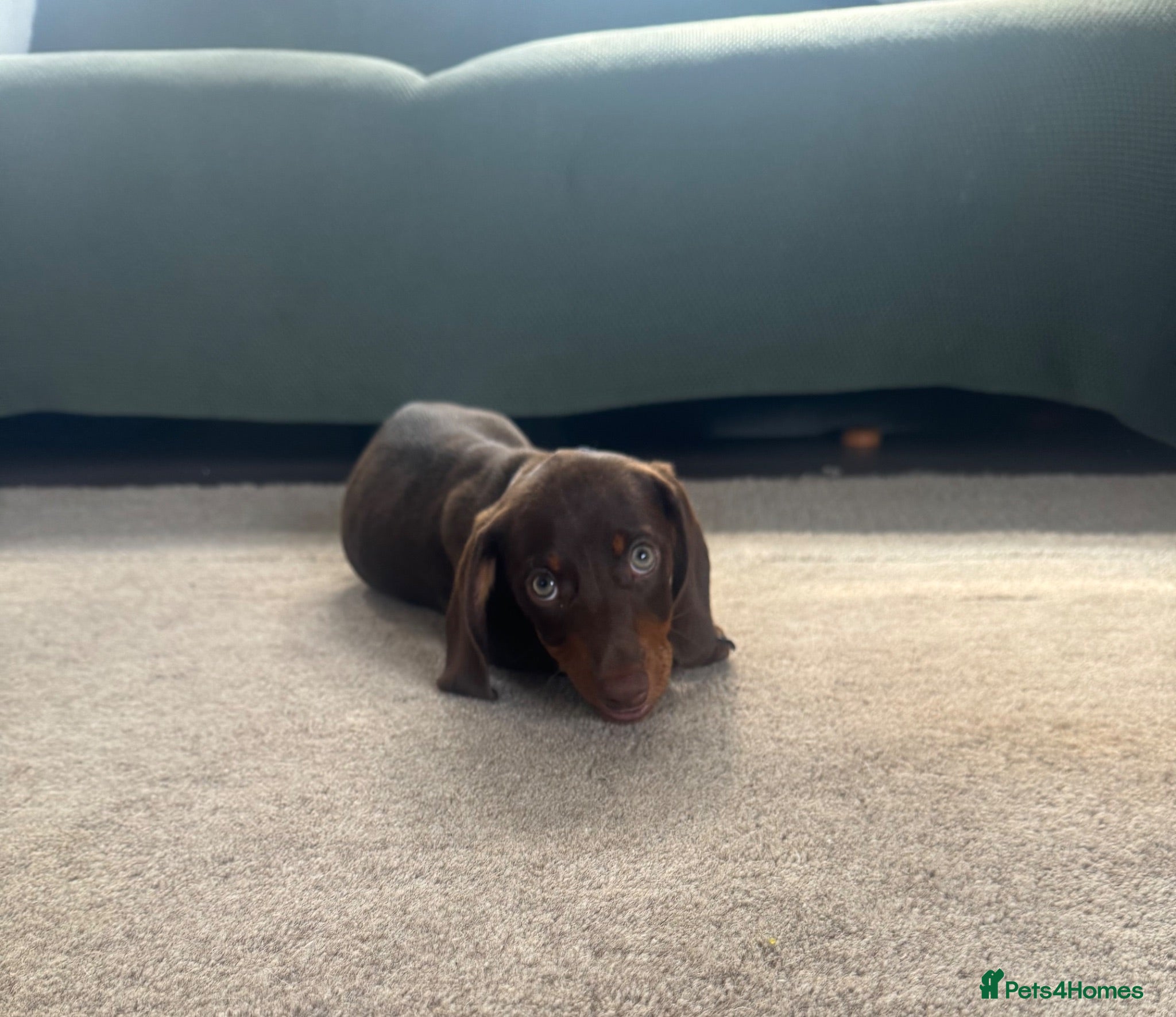 Miniature Dachshund dogs Beautiful PRA Clear Mini Dachshund Puppies  - Advert 17