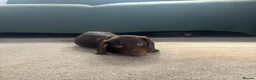 Miniature Dachshund dogs for sale: Beautiful PRA Clear Mini Dachshund Puppies  - Advert 1