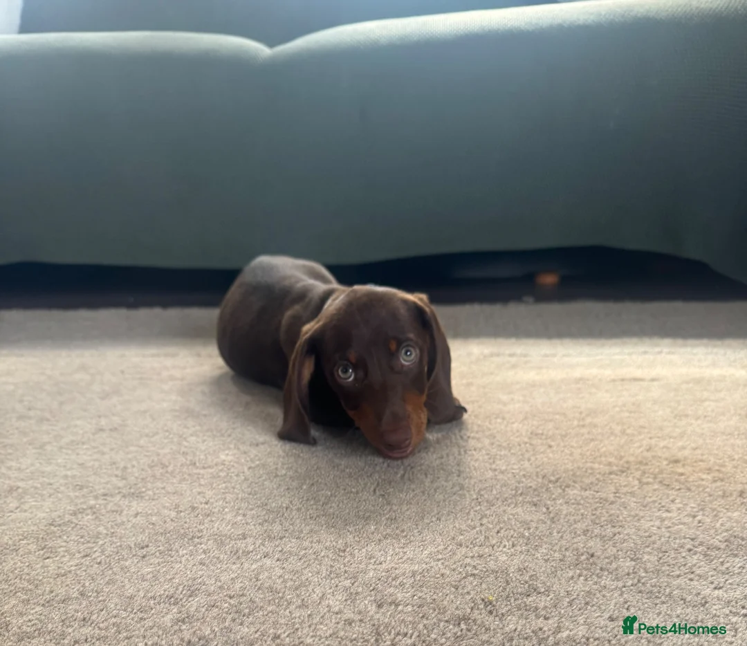 Miniature Dachshund dogs for sale: Beautiful PRA Clear Mini Dachshund Puppies  - Advert 1