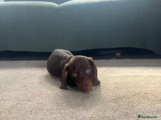 Miniature Dachshund dogs Beautiful PRA Clear Mini Dachshund Puppies - Advert 17