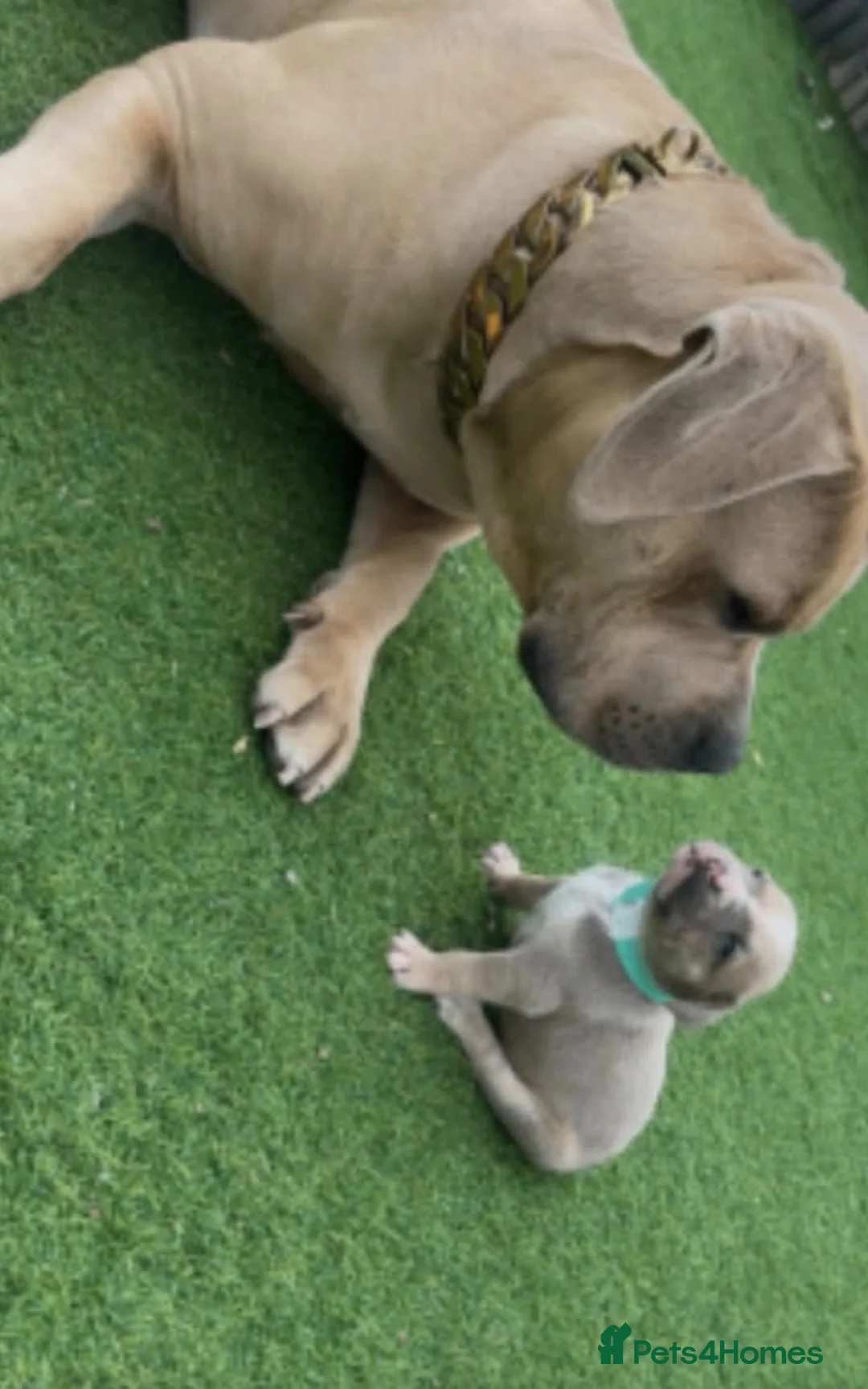 American Bully dogs for sale: American bully - Advert 4