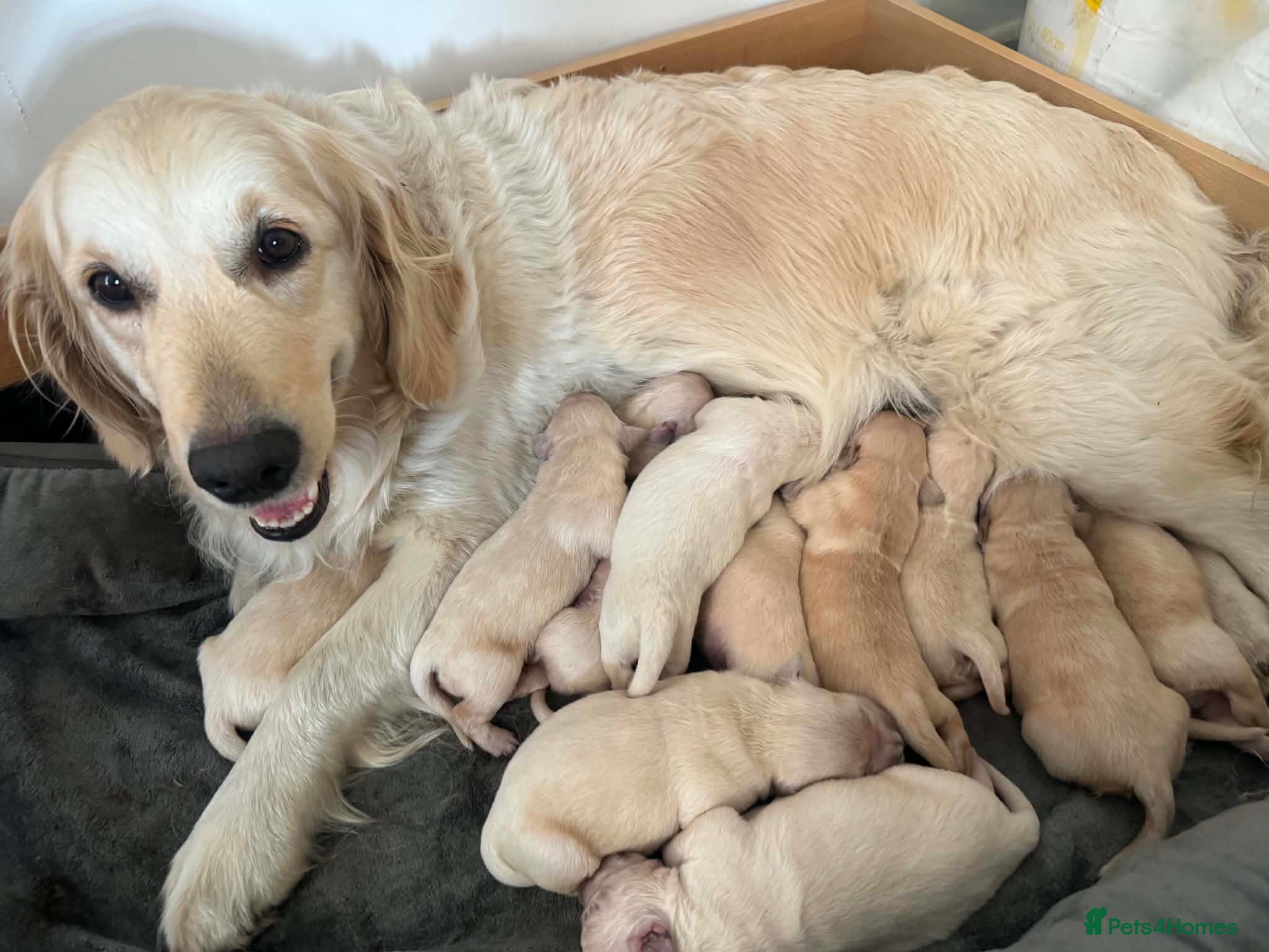 Golden Retriever dogs for sale: 🐾 Pure Golden Retriever puppies 🐾 - Advert 1
