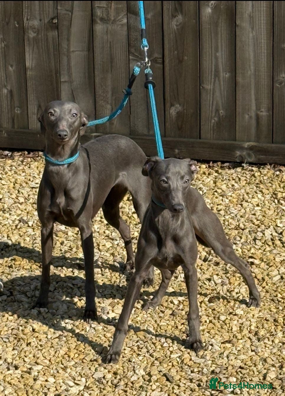 Whippet dogs 10 Month Old Whippet Bitch - Advert 15