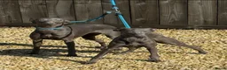 Whippet dogs for sale: 10 Month Old Whippet Bitch - Advert 1