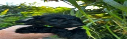 Cockapoo dogs for sale: Cockapoo .. Gorgeous jet black cockapoo puppies. - Advert 27