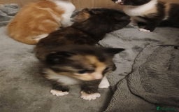 Mixed Breed cats for sale: Gorgeous Kittens - Image 12
