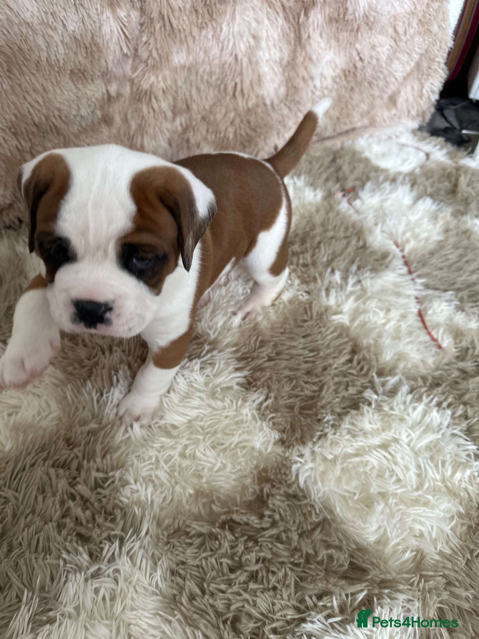 Boxer dogs Gorgeous boy boxer pup  - Advert 2