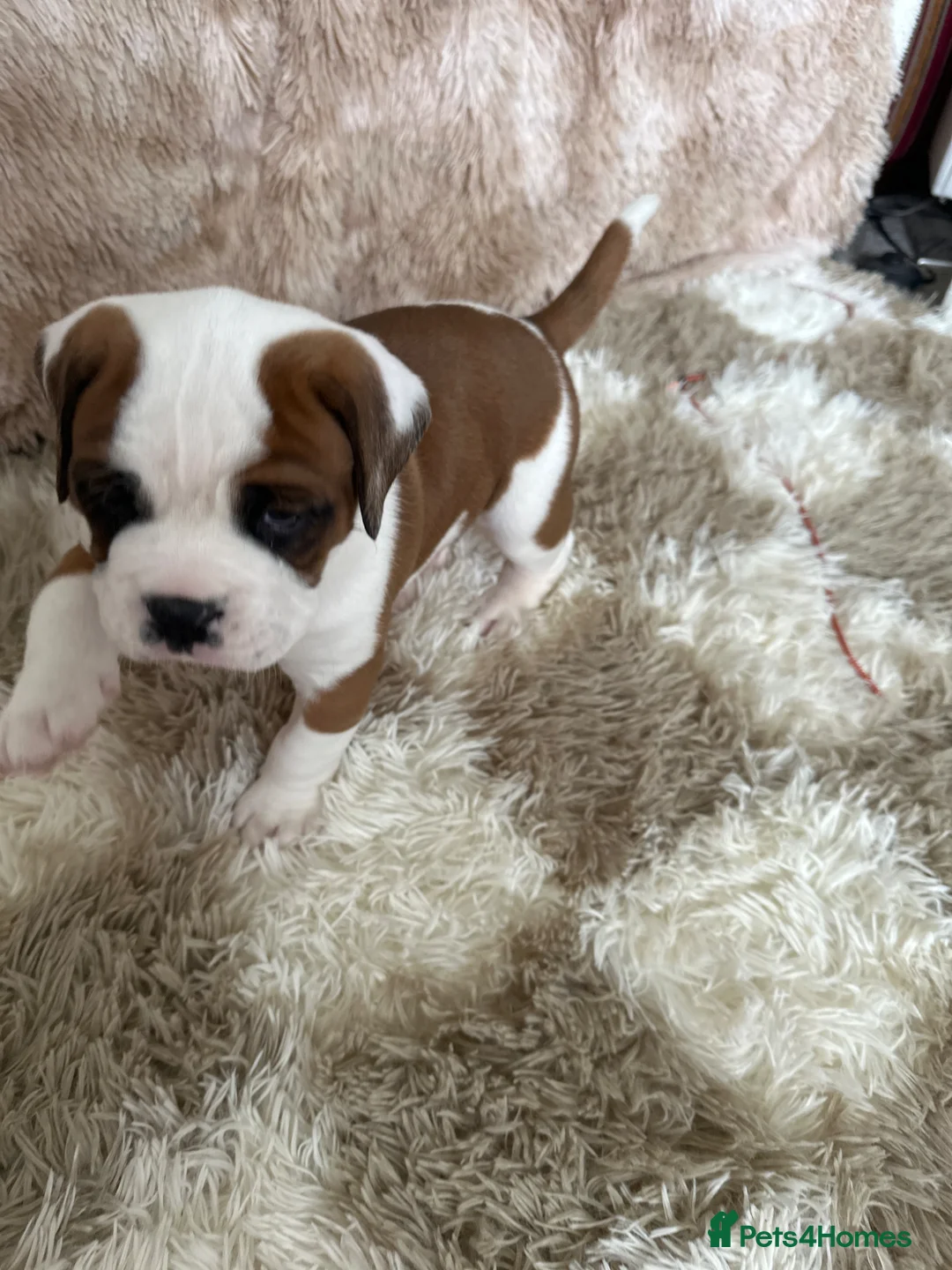 Boxer dogs for sale: Gorgeous boy boxer pup  - Advert 2