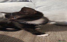 Mixed Breed cats for sale: 3 beautiful kittens looking for their forever home - Image 24