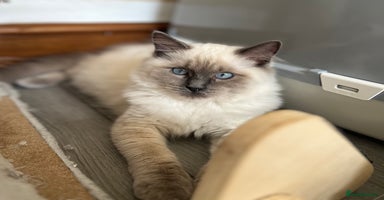 Ragdoll cats - Advert 16