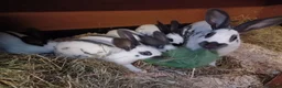 English rabbits for sale: Fully vaccinated pure English rabbits - ready now! - Advert 10