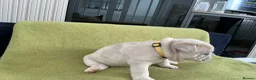 French Bulldog dogs for sale: French bulldog  - Advert 8