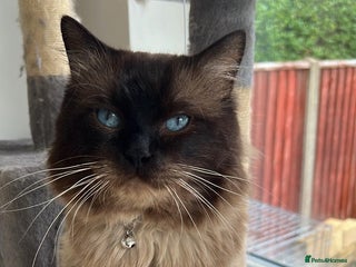 Ragdoll cats in Cheltenham - Advert 3