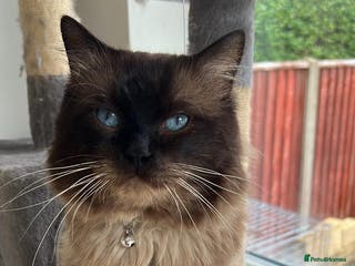 Ragdoll cats My beautiful PROVEN ragdoll for stud in Cheltenham - Advert 12