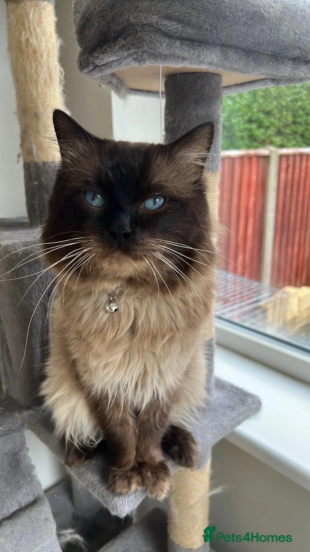 Ragdoll cats for stud: My beautiful PROVEN ragdoll for stud  in Cheltenham - Advert 1