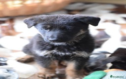 German Shepherd dogs for sale: German Shepherd Puppies - Image 12