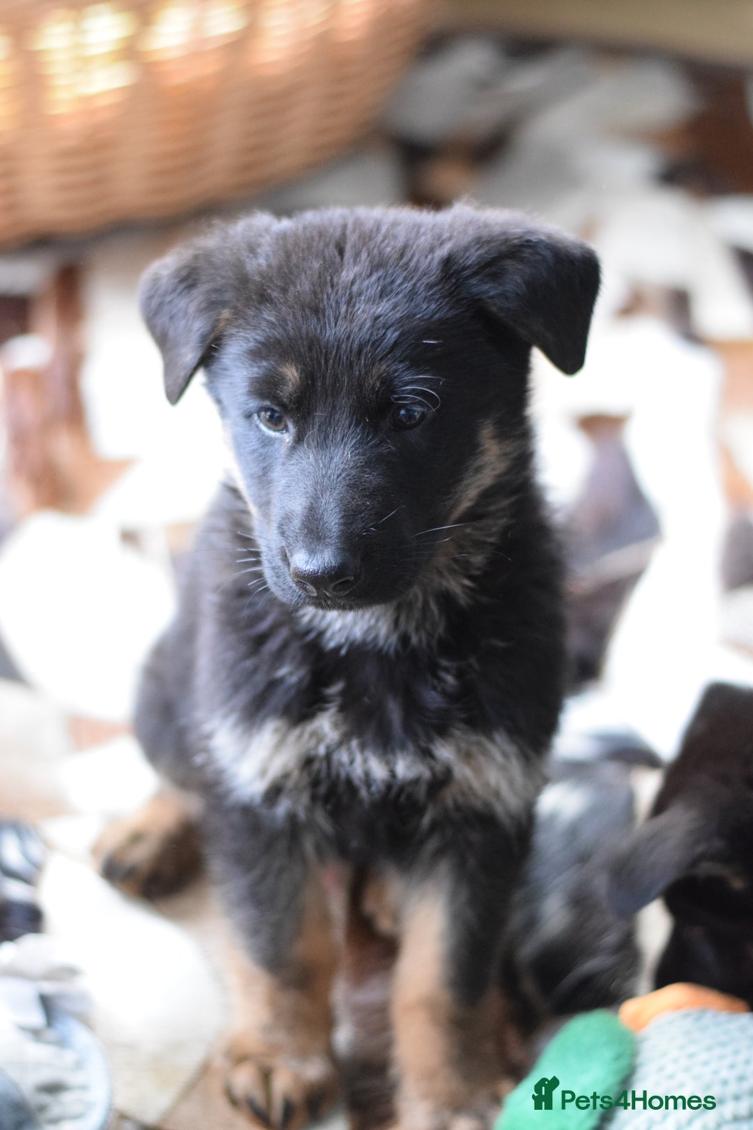German Shepherd dogs for sale: German Shepherd Puppies - Image 12