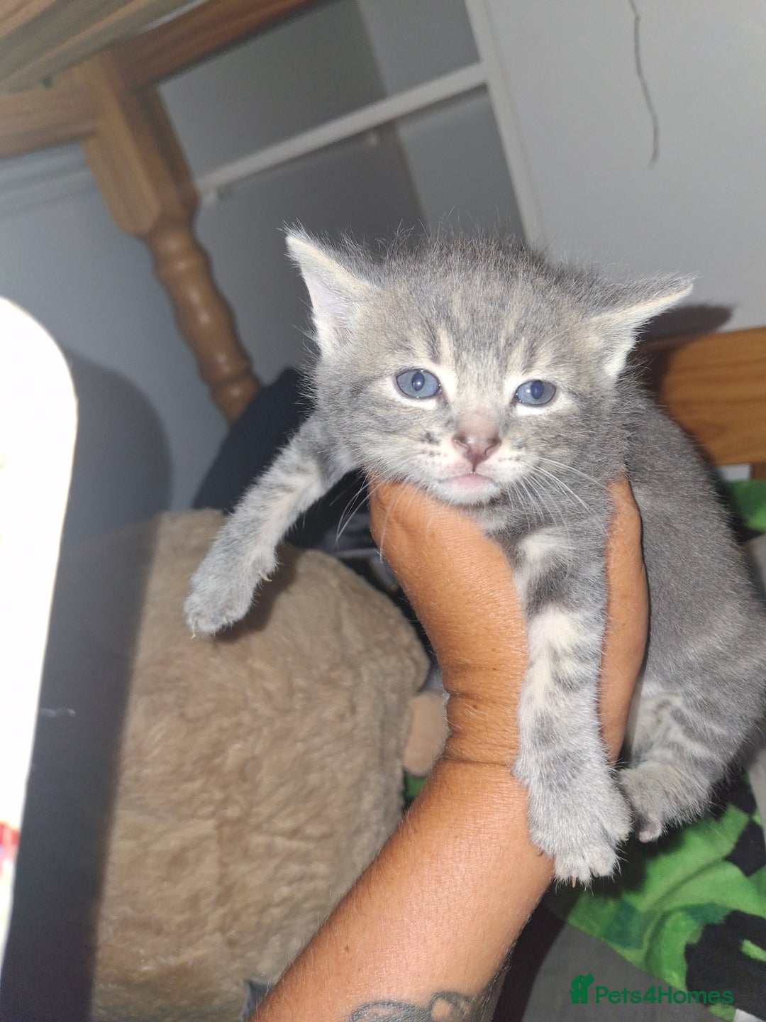Mixed Breed cats for sale: British short hair cross kittens - Image 3