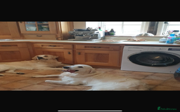 Goldador dogs for sale: Golden retriever X goldador  - Image 8