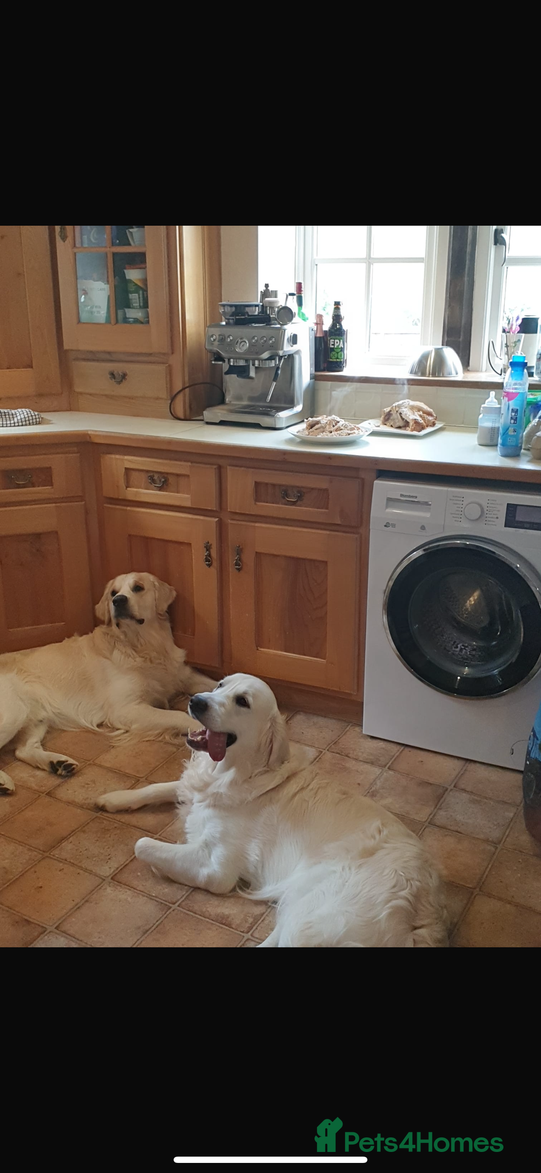 Goldador dogs for sale: Golden retriever X goldador  - Image 8