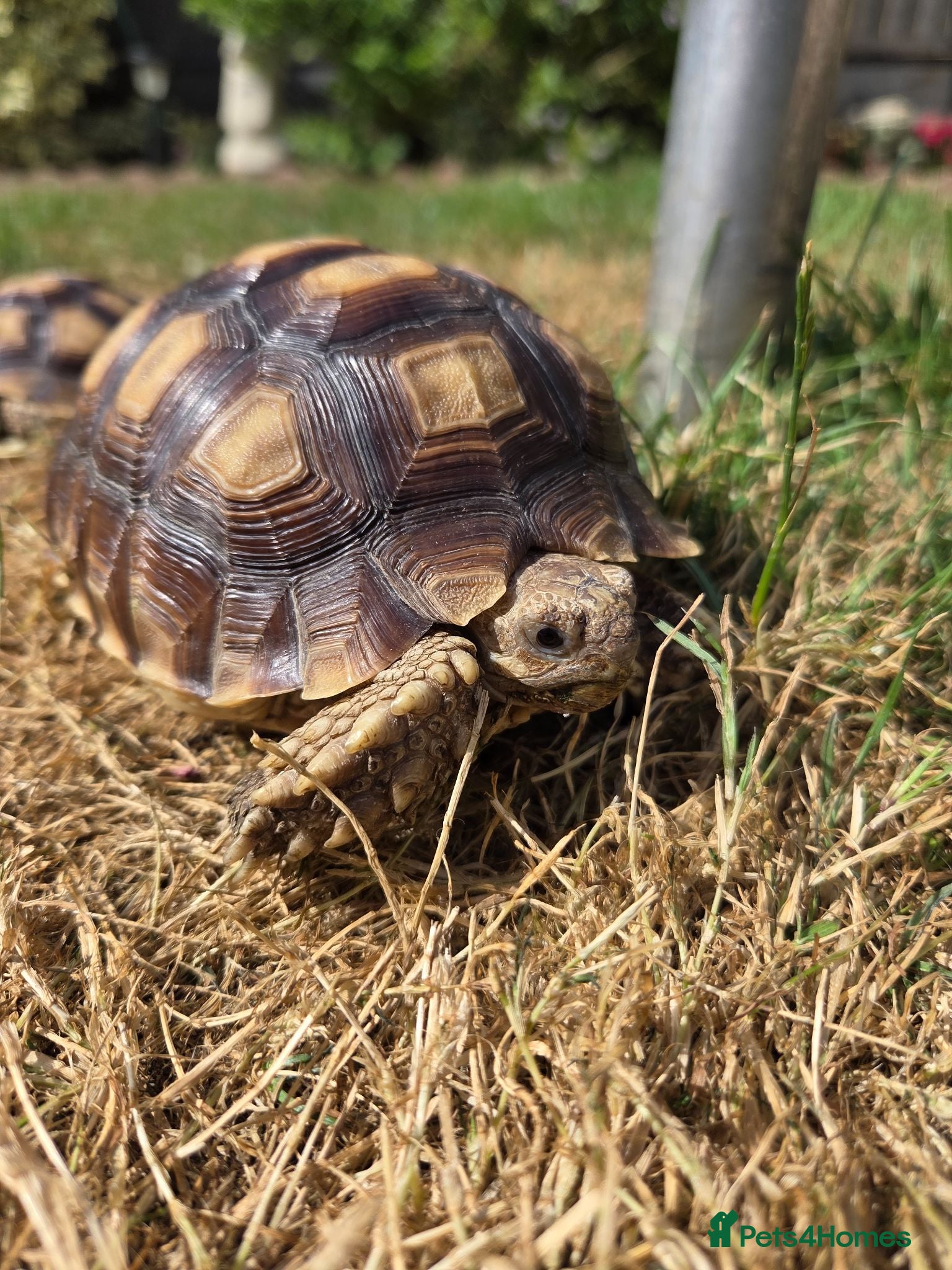 Tortoise reptiles Sulcata 1 year old - Advert 1