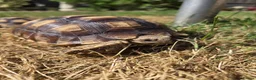 Tortoise reptiles for sale: Sulcata 1 year old in New Romney - Advert 1