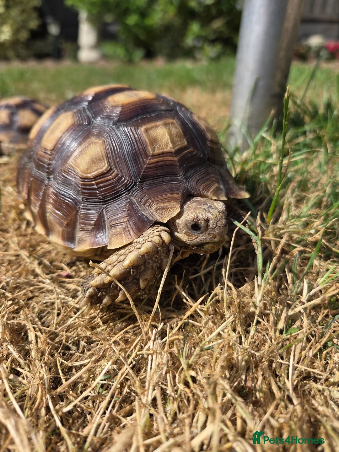 Tortoise reptiles for sale: Sulcata 1 year old in New Romney - Advert 1