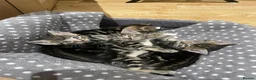 British Shorthair cats for sale: 4 Tigre striped Shorthair in Orpington - Advert 8