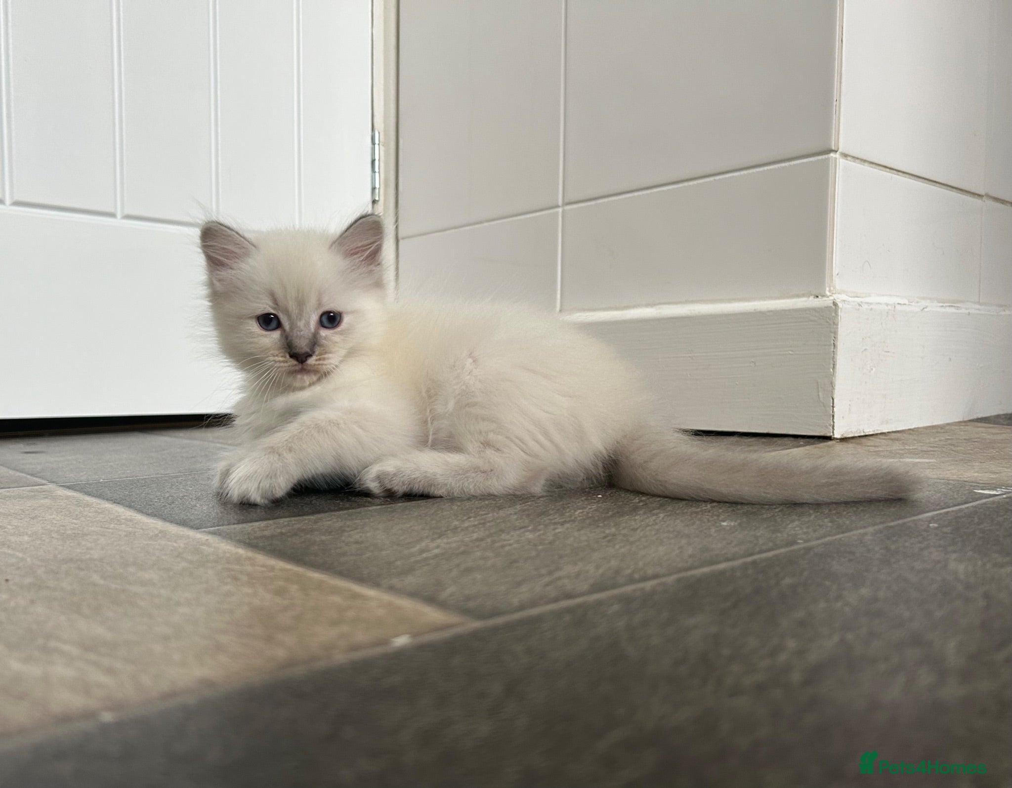 Ragdoll cats Ready ! Blue eyed ragdoll male  - Advert 1