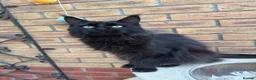 Maine Coon cats for sale: Exceptional pedigree MaineCoons - Phantom & Sprite - Advert 21