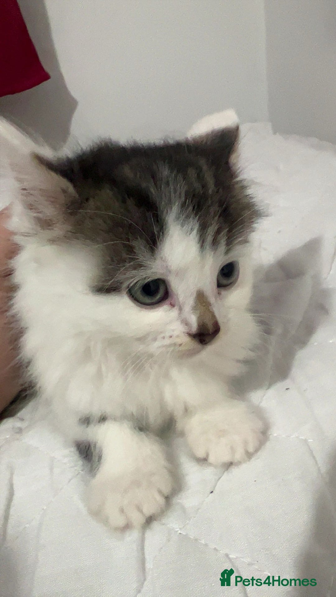 American Shorthair cats for sale: Tabby kittens Ready to go - Advert 9