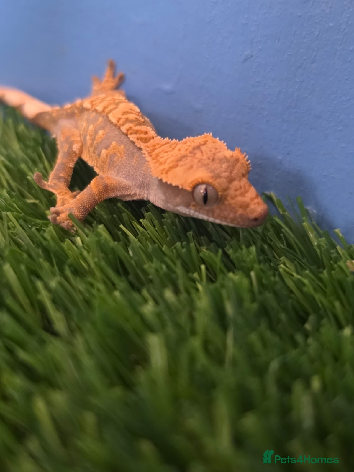 Gecko reptiles Crested Gecko Babies , ready to leave  - Advert 1