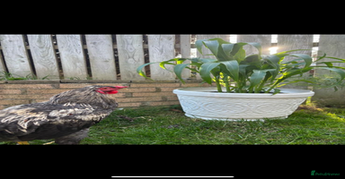 Chickens poultry - Advert 2