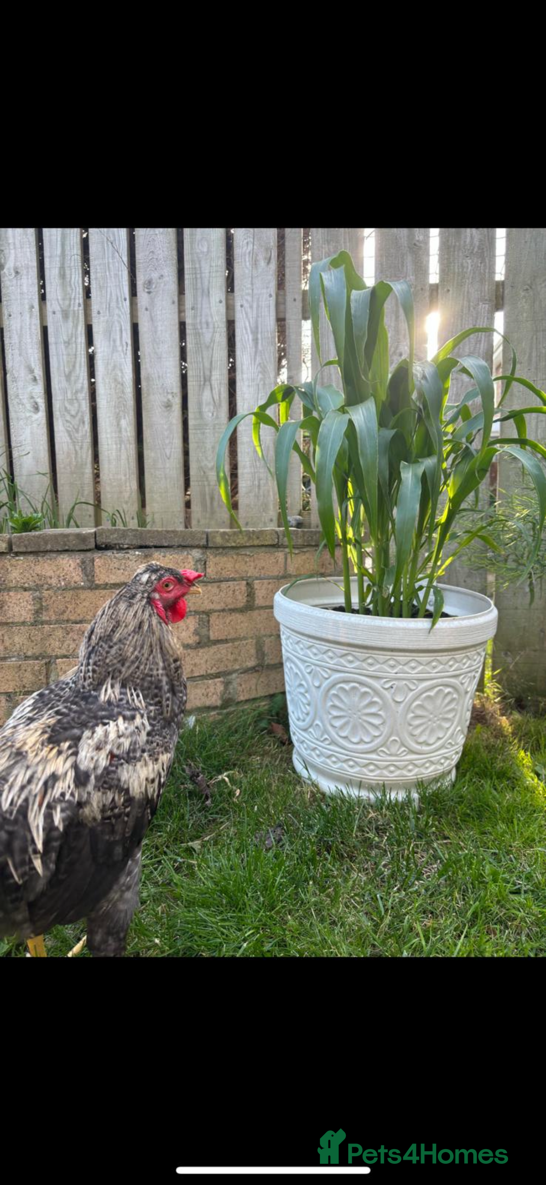 Chickens poultry for sale: Crested rock cockerel - Image 2